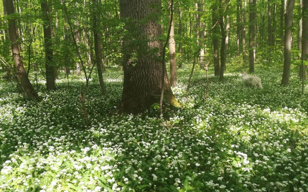 Ploaie de Verde
