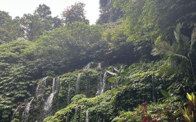 Maritul Verde