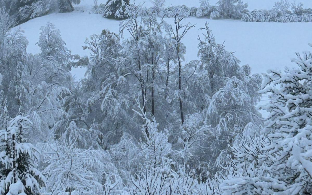 Unitati de vesnicizare