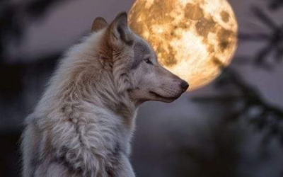 Temple graitoare. Lupul alb. Flori de lumina/3-6 apr 2026