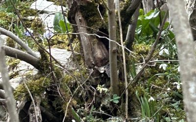 Cu ce sau cine ne insotim?