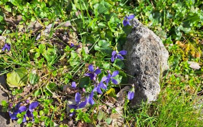 Post, rugaciune, fapte inaltatoare