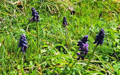 Triunghiuri graitoare. Exercitii