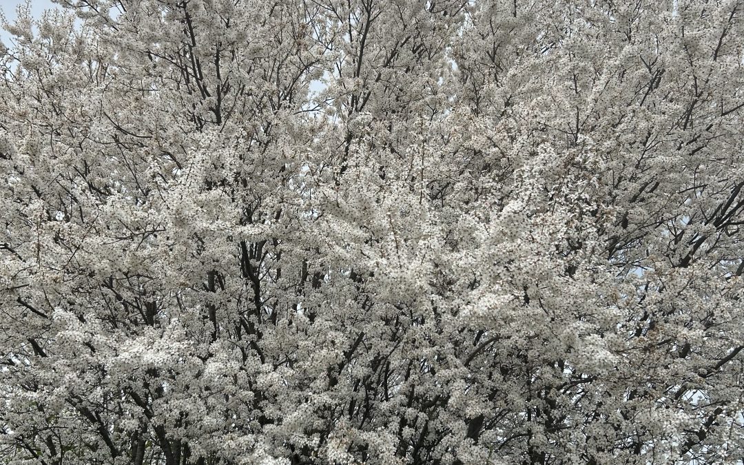 In( credinta), pace, dreapta masura/ 23 aprilie, 18 30