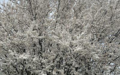 In( credinta), pace, dreapta masura/ 23 aprilie, 18 30