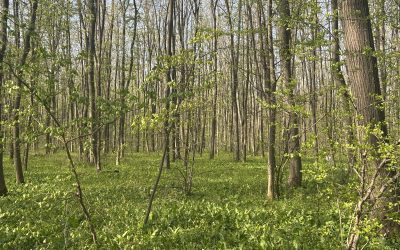 Focul creatiei, daruri de Lumina, Triunghiuri Inspiratoare/ 21 mai, ora 18 30