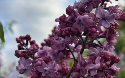 Reamintiri, Regasiri, In(credinta)/Intalnirea cu Sfantul Gheorghe….