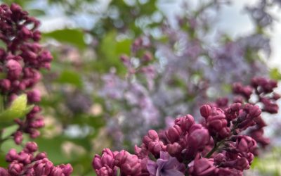 Despre cancer. Cauze si Triunghiul iertarii