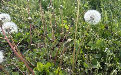 Prisma/ Cu OmRaAm Aivanhov/ Lumina, spirit viu