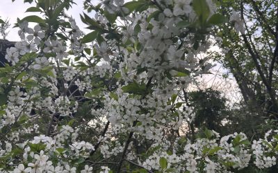 Am visat chipul tau de lumina….