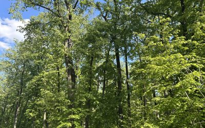 Despre aur, argint, pietre pretioase/ Peter Deunov