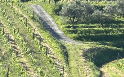 Dealuri verzi. Regasiri. Initierea din Toscana