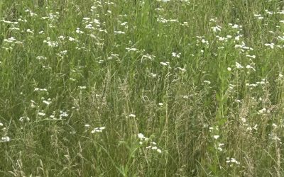 Insotirea divina, invatarea cereasca, asezarea pe Cale