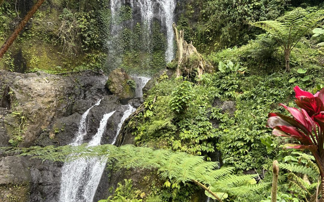 Terapia cu verde